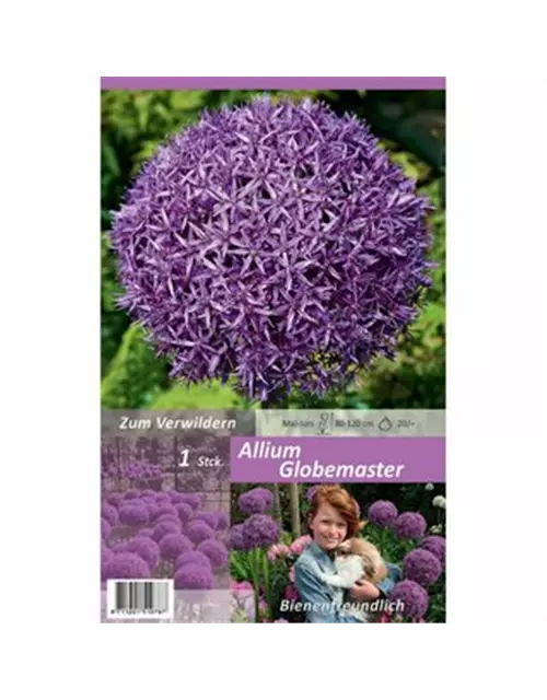 Allium Globemaster