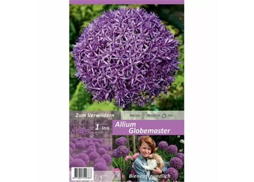 Allium Globemaster