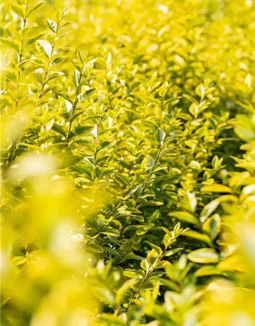 Ligustrum ovalifolium 'Aureum'