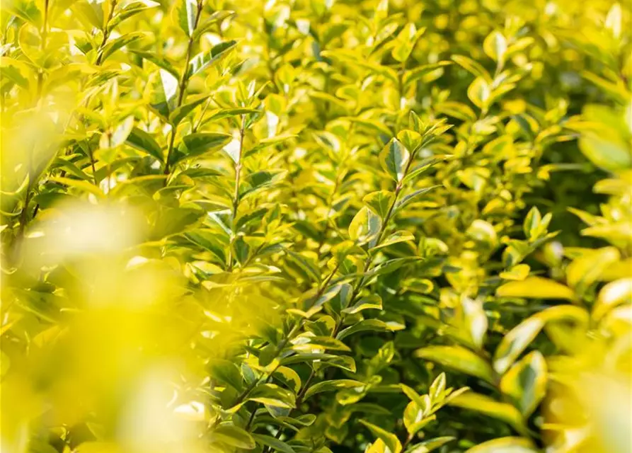 Ligustrum ovalifolium 'Aureum'