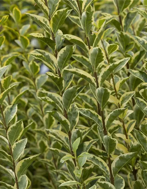 Ligustrum ovalifolium 'Aureum'