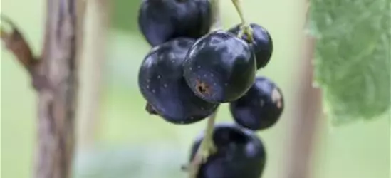 Johannisbeere Polar Fruits® 'Black Currant Berry'