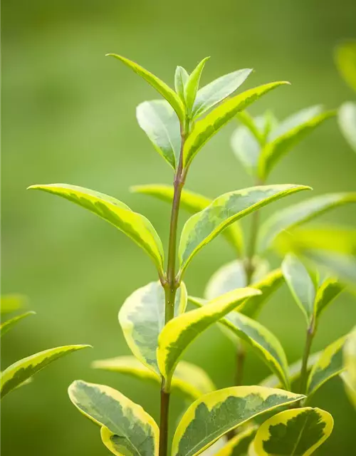 Ligustrum ovalifolium 'Aureum'