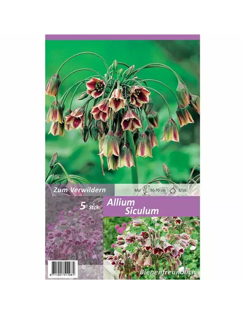 Zierlauch (Allium) 'Siculum'