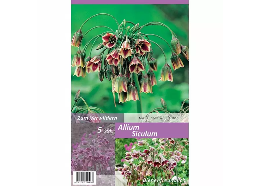 Zierlauch (Allium) 'Siculum'