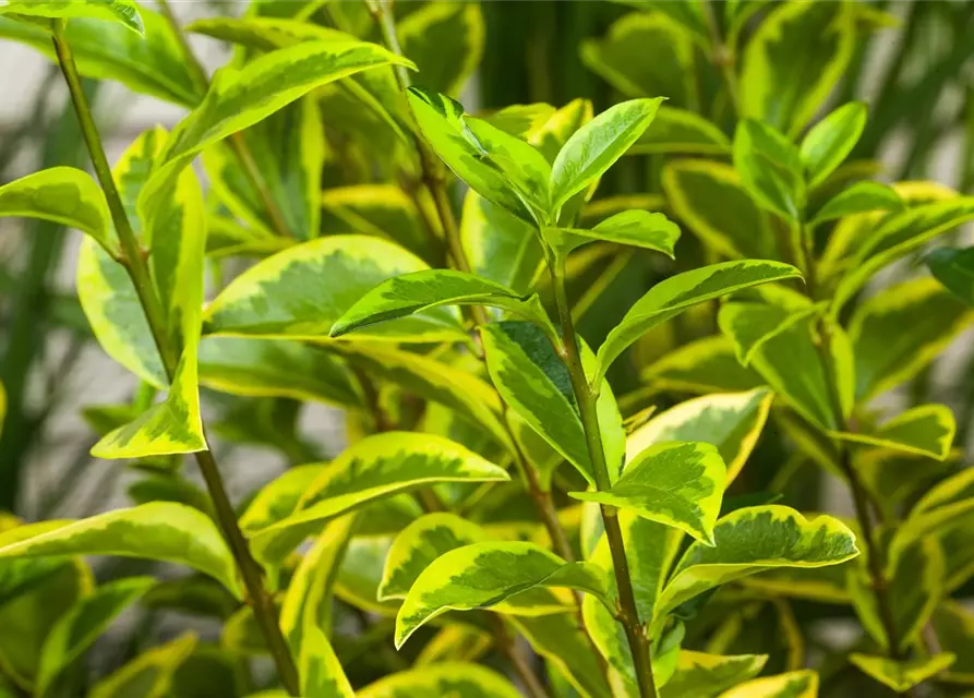 Ligustrum ovalifolium 'Aureum'