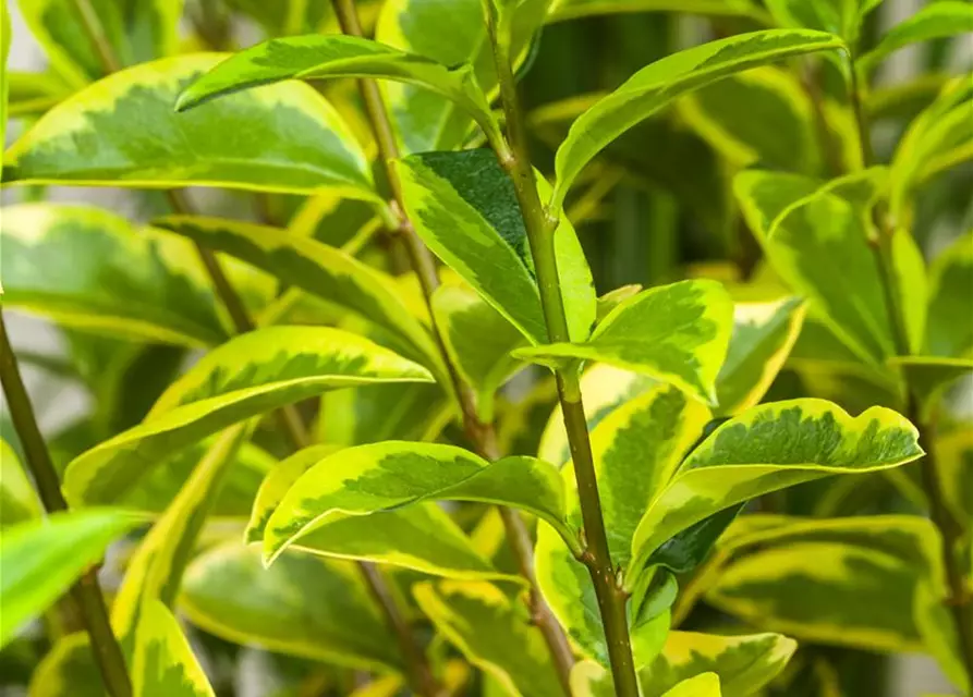 Ligustrum ovalifolium 'Aureum'