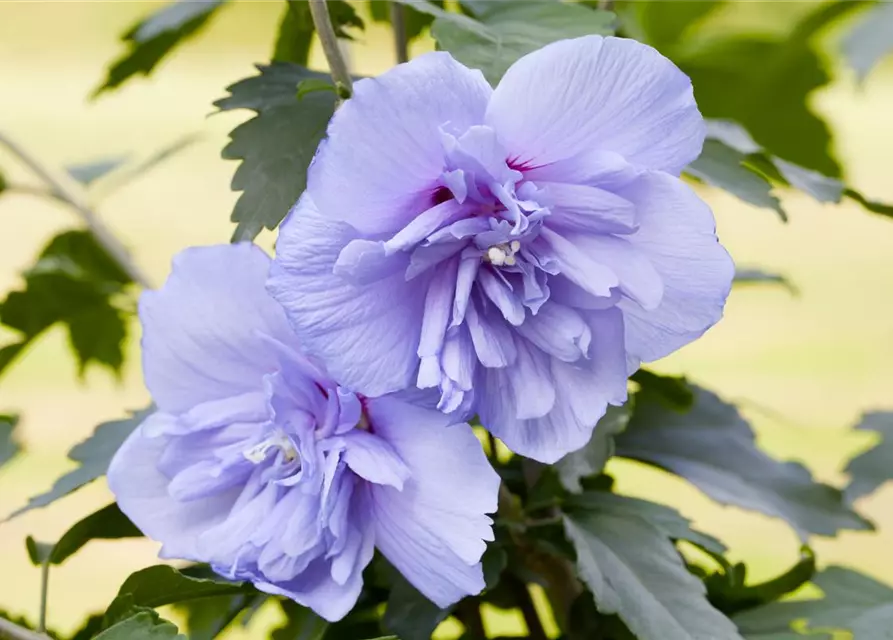 R Hibiscus syriacus 'Blue Chiffon'®