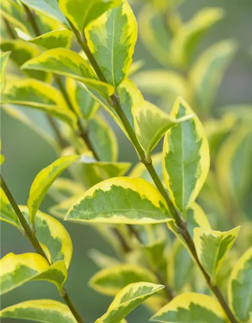 Ligustrum ovalifolium 'Aureum'