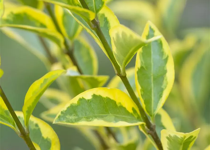 Ligustrum ovalifolium 'Aureum'