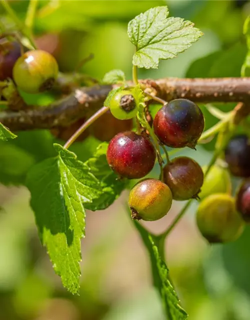 Ribes nigrum 'Ben Sarek' CAC