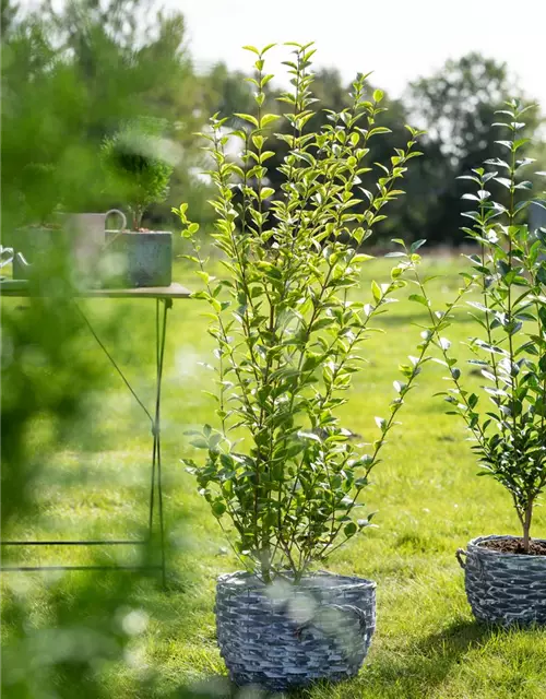 Ligustrum ovalifolium 'Aureum'