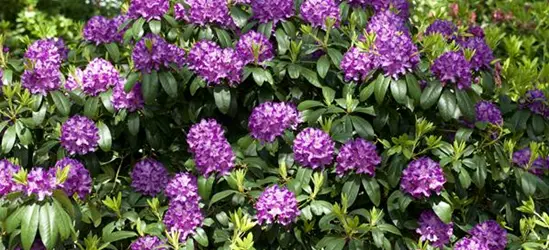 Catawba-Rhododendron 'Grandiflorum'