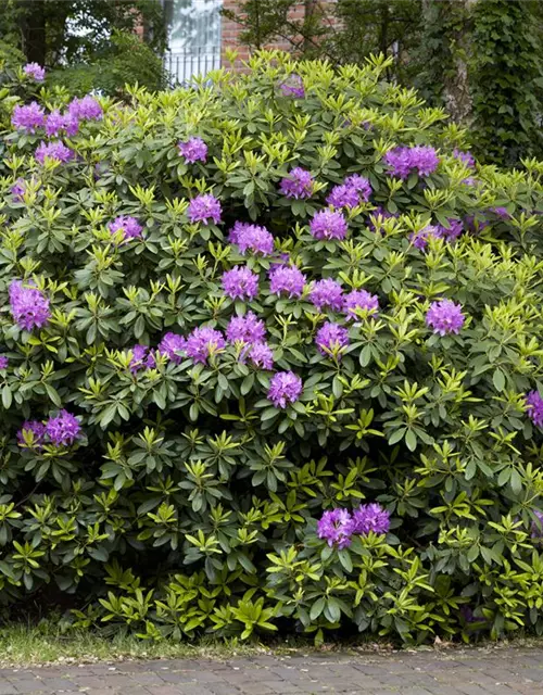 Catawba-Rhododendron 'Grandiflorum'