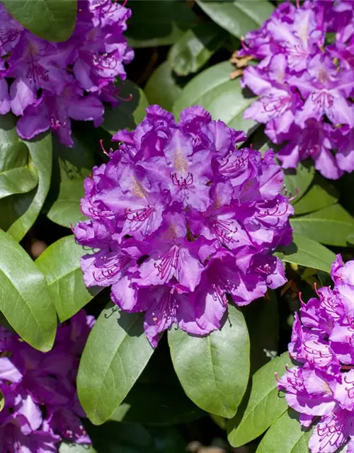 Catawba-Rhododendron 'Grandiflorum'