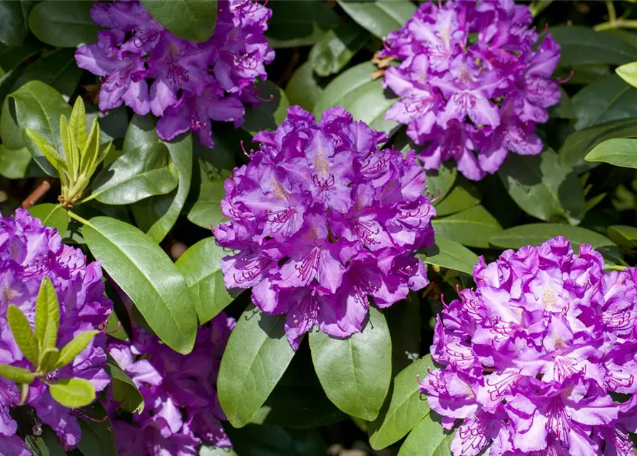 Catawba-Rhododendron 'Grandiflorum'