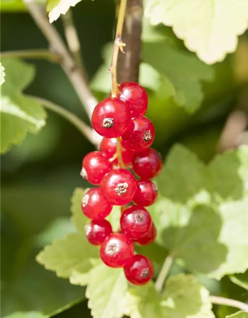 Johannisbeere Polar Fruits® 'Red Currant Berry'