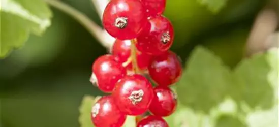 Ribes rubrum 'Jonkheer van Tets' CAC