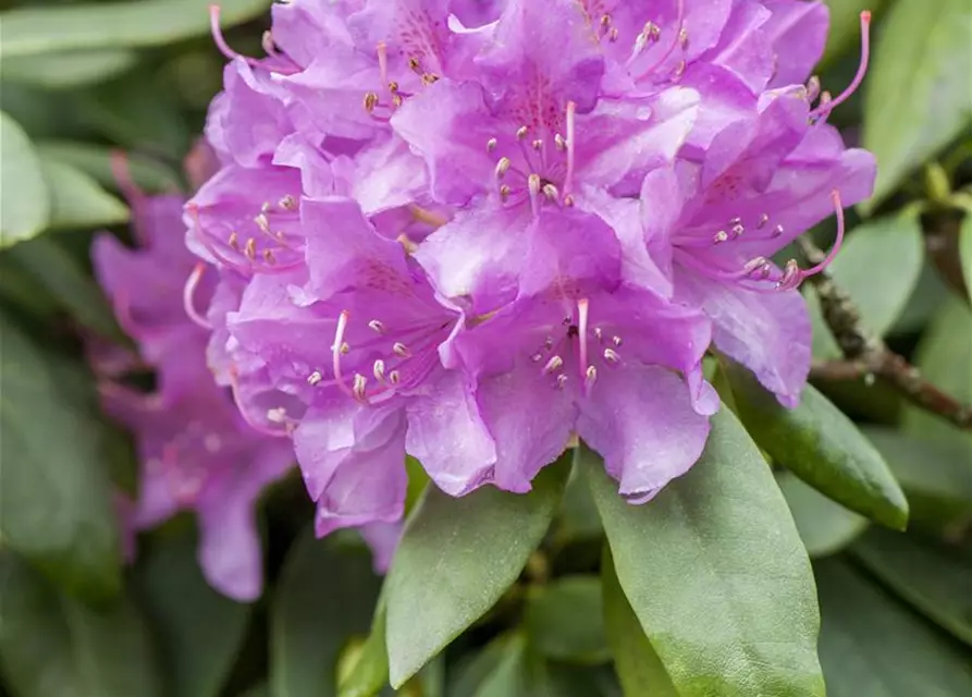 Catawba-Rhododendron 'Grandiflorum'