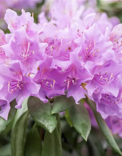 Catawba-Rhododendron 'Grandiflorum'