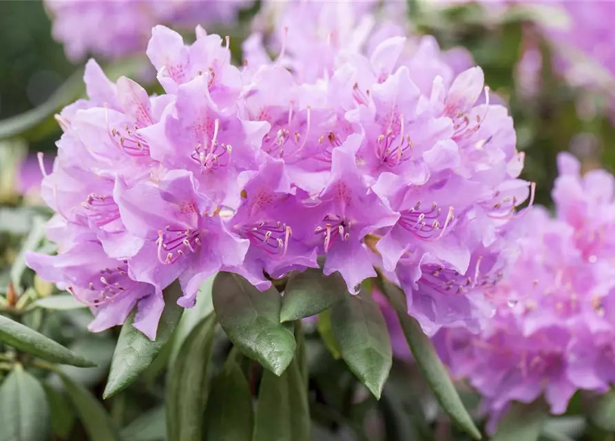 Catawba-Rhododendron 'Grandiflorum'