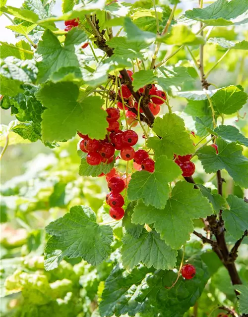 Ribes rubrum 'Jonkheer van Tets' CAC