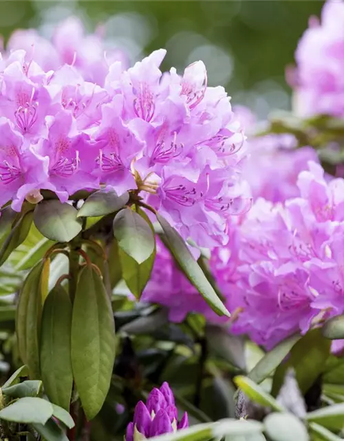 Catawba-Rhododendron 'Grandiflorum'