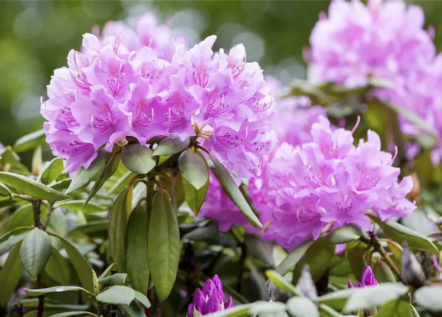 Catawba-Rhododendron 'Grandiflorum'