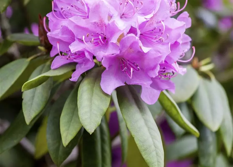 Catawba-Rhododendron 'Grandiflorum'