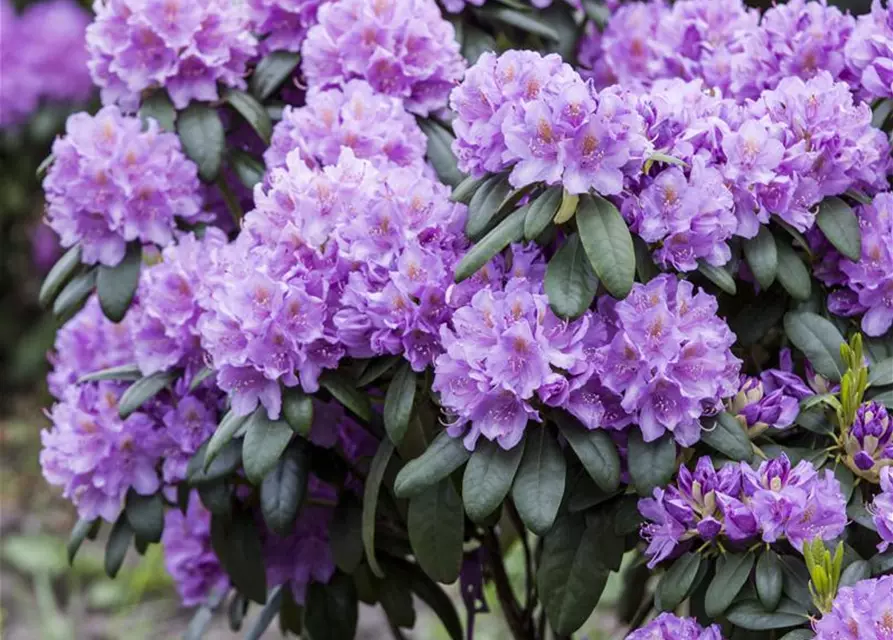 Catawba-Rhododendron 'Grandiflorum'