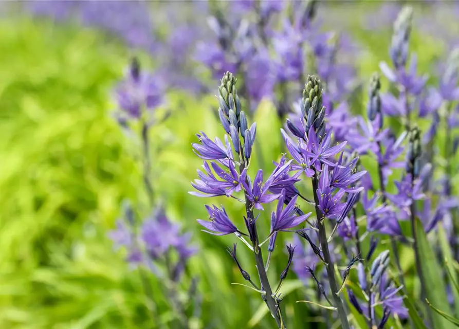 Prärielilie blau