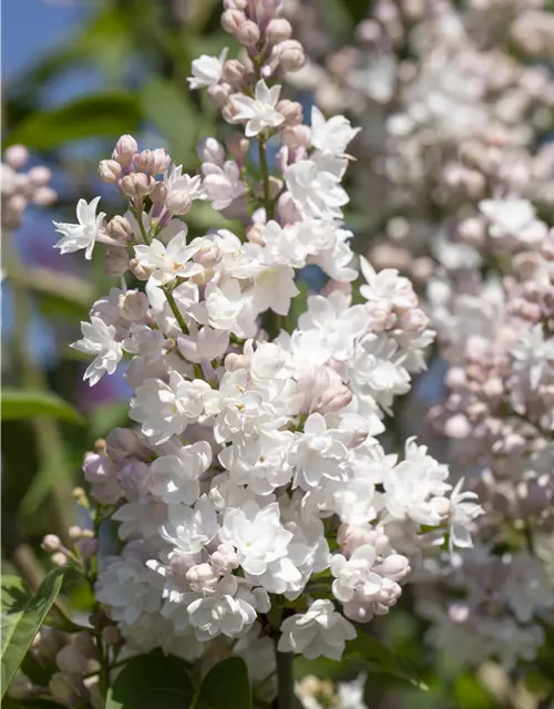 Syringa vulgaris 'Beauty of Moscow'®