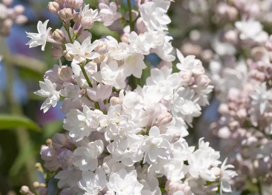 Syringa vulgaris 'Beauty of Moscow'®