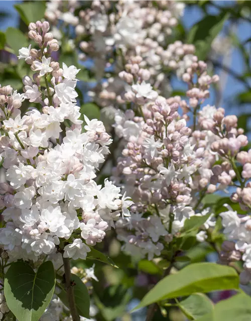 Syringa vulgaris 'Beauty of Moscow'®