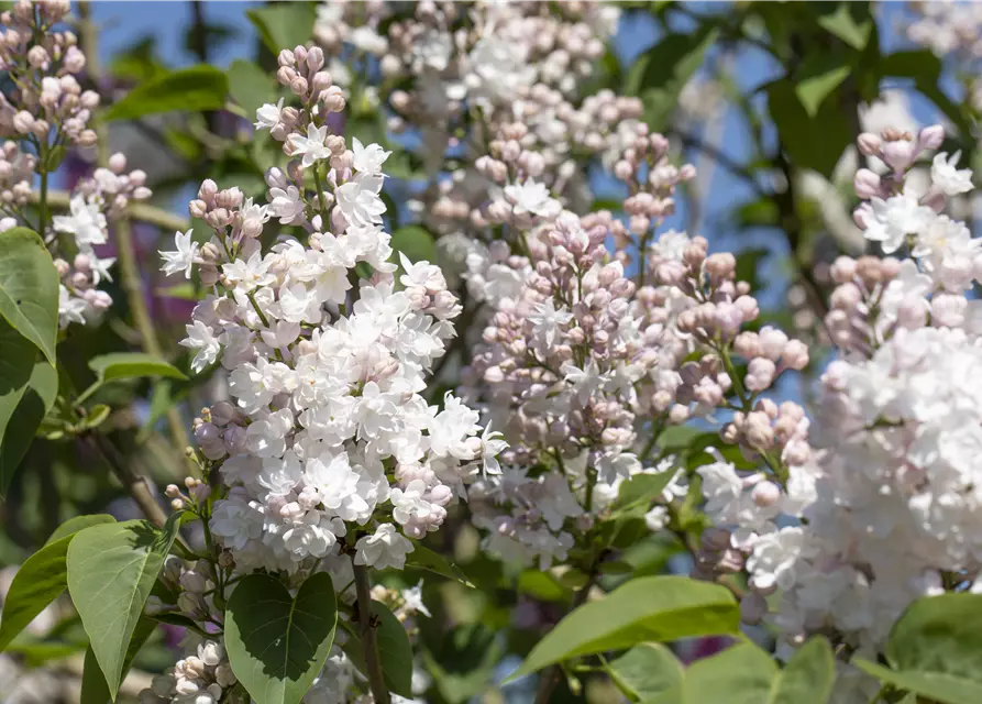 Syringa vulgaris 'Beauty of Moscow'®