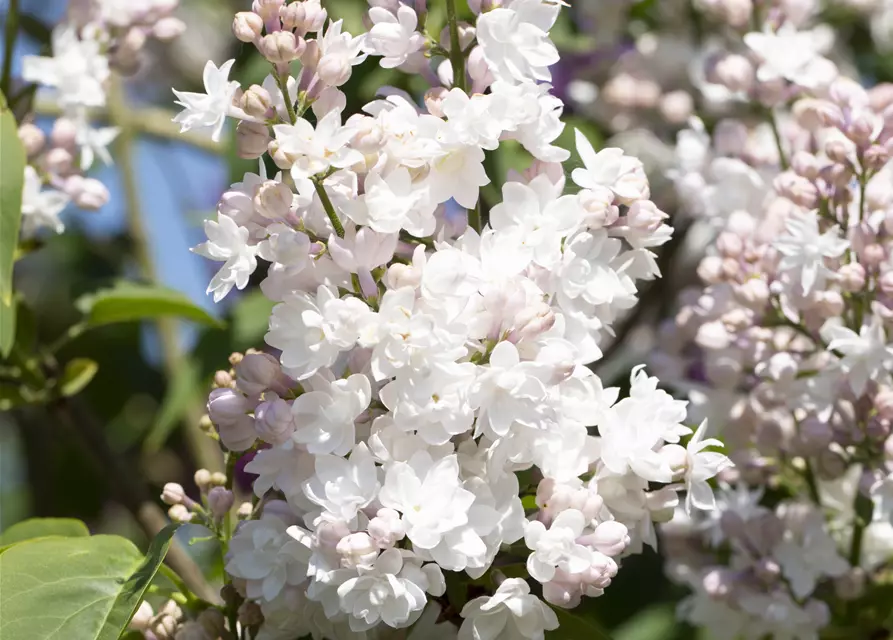 Syringa vulgaris 'Beauty of Moscow'®