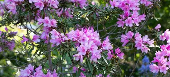 R Rhododendron ponticum 'Graziella' 