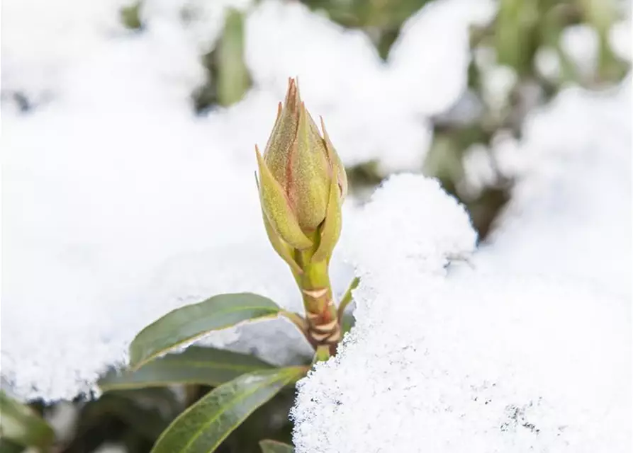 R Rhododendron ponticum 'Graziella' 