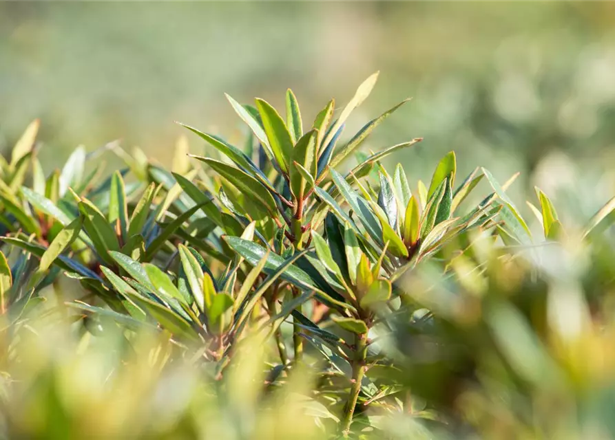 R Rhododendron ponticum 'Graziella' 