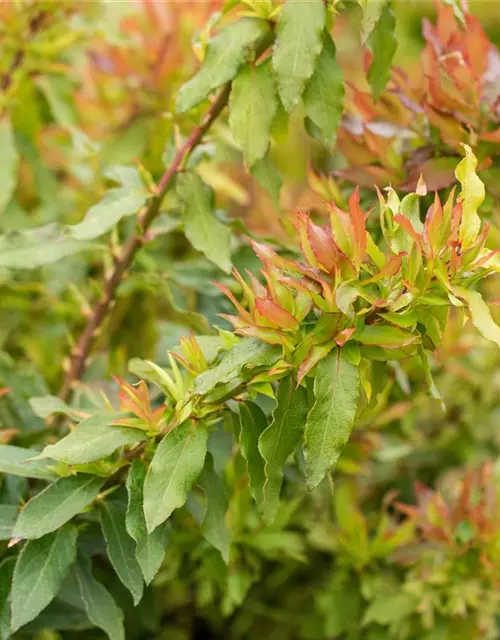 Heidelbeere 'Lucky Berry'®