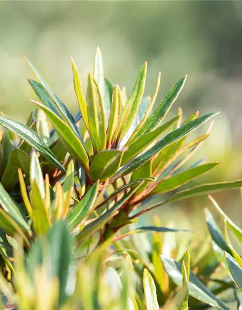 R Rhododendron ponticum 'Graziella' 