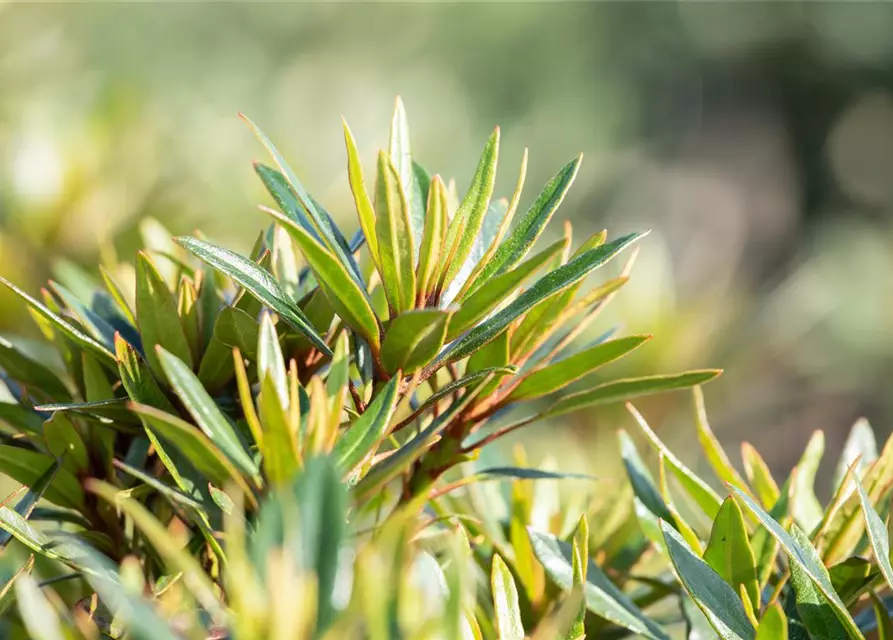 R Rhododendron ponticum 'Graziella' 