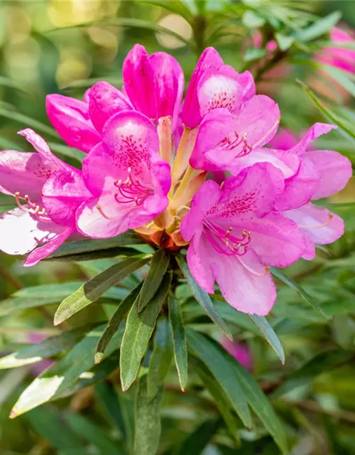 R Rhododendron ponticum 'Graziella' 