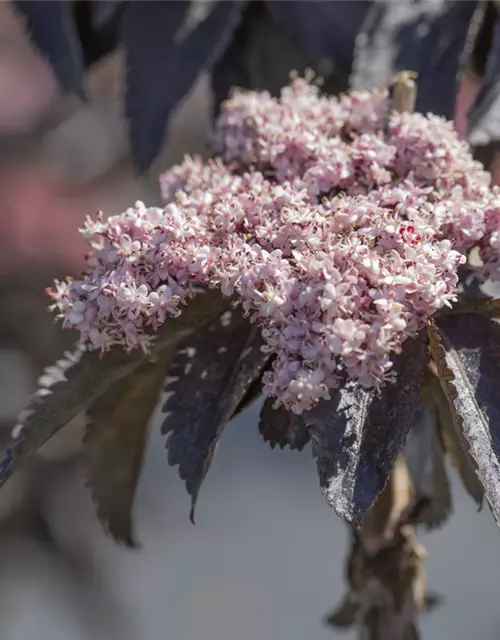 Sambucus nigra 'Black Tower'®