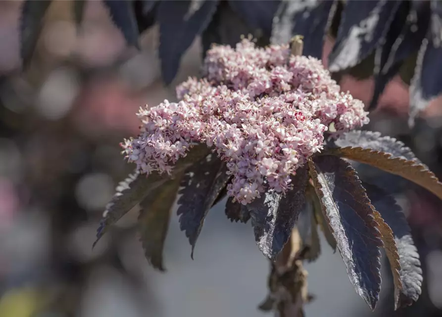 Sambucus nigra 'Black Tower'®