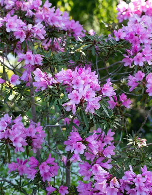 R Rhododendron ponticum 'Graziella' 