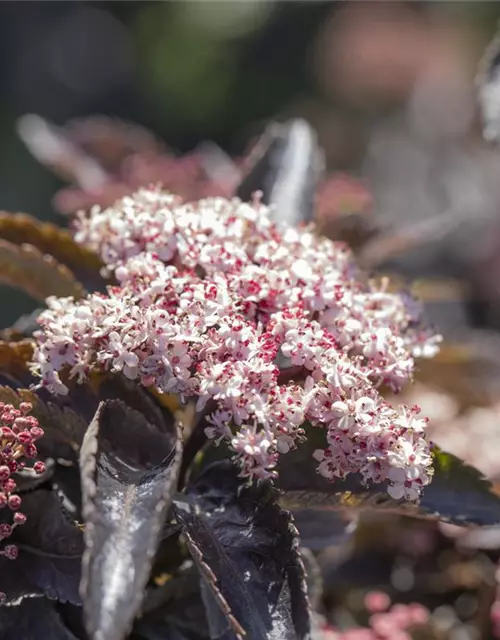 Sambucus nigra 'Black Tower'®