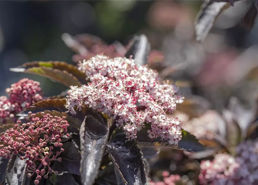 Sambucus nigra 'Black Tower'®