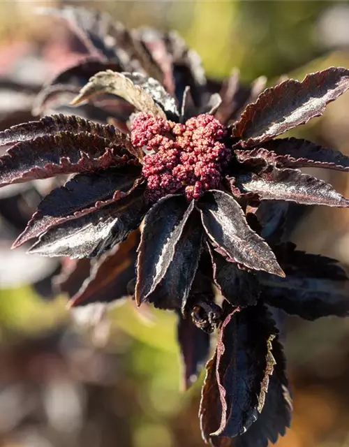 Sambucus nigra 'Black Tower'®