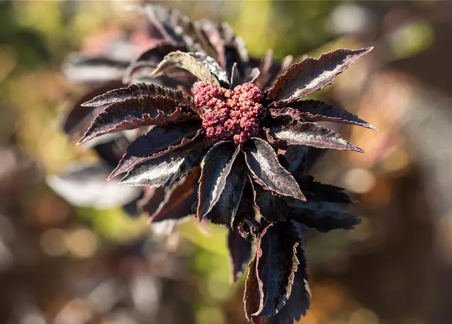 Sambucus nigra 'Black Tower'®